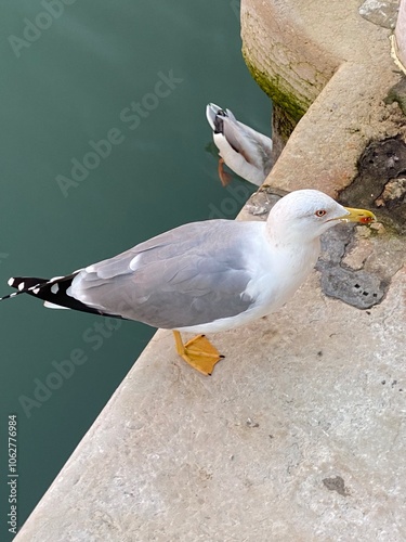 Gabbiano a Venezia