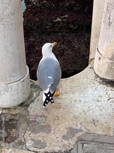 Gabbiano a Venezia