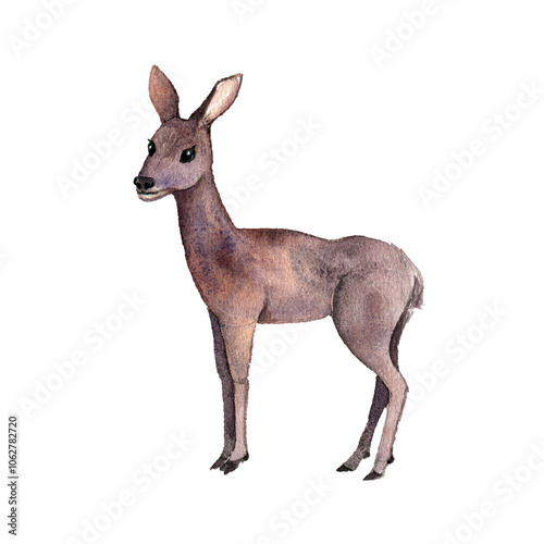 watercolor drawing animal, roe deer isolated at white background, hand drawn illustration