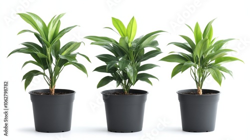 Wallpaper Mural Indoor plants isolated on white background Torontodigital.ca