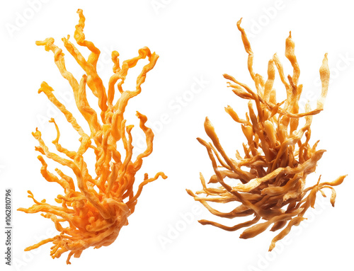 3D rendering of Nutritional Cordyceps Extract Supplement for Health Boost Isolated on Transparent Background