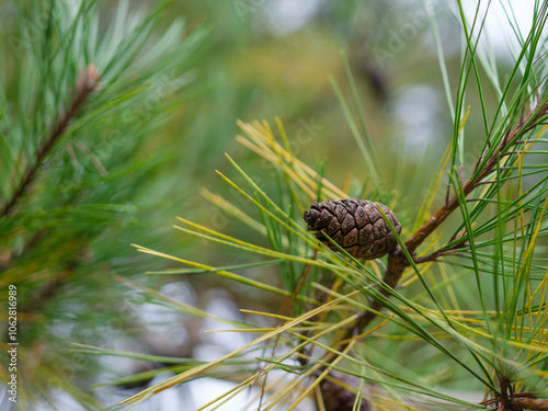 Close-up photo of cute pine cones on autumn pine tree