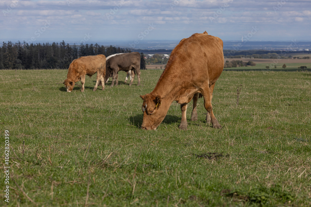 Red mottled cow grazing grass on pasture in the middle of membered herd. Beautiful sunny day.