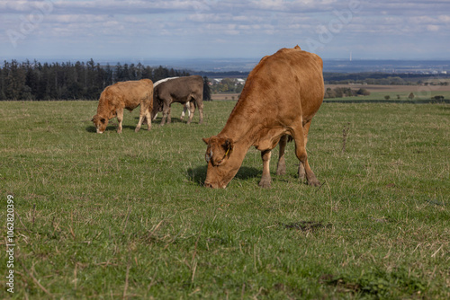 Obraz na płótnie Red mottled cow grazing grass on pasture in the middle of membered herd. Beautiful sunny day. w salonie