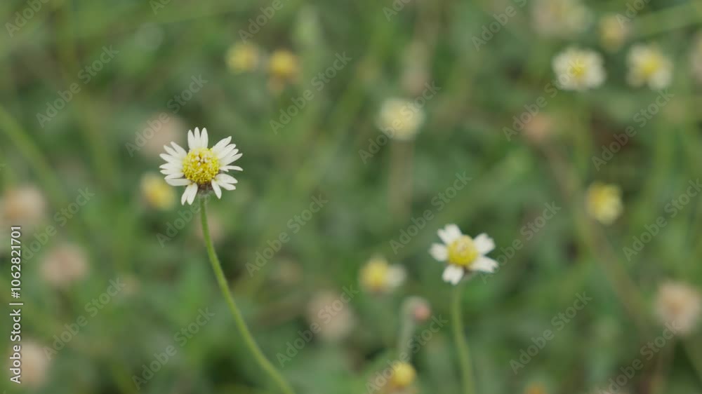 Tridax procumbens is a common wild plant found in many gardens Tridax procumbens is a common wild plant found in many gardens