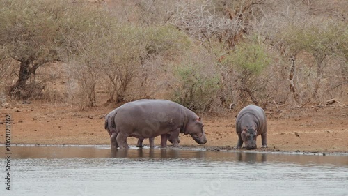 Young child snorts and lifts head up as it feeds along riverbank with parents, African Hippopotamus or Hippo in Kruger National Park South Africa photo