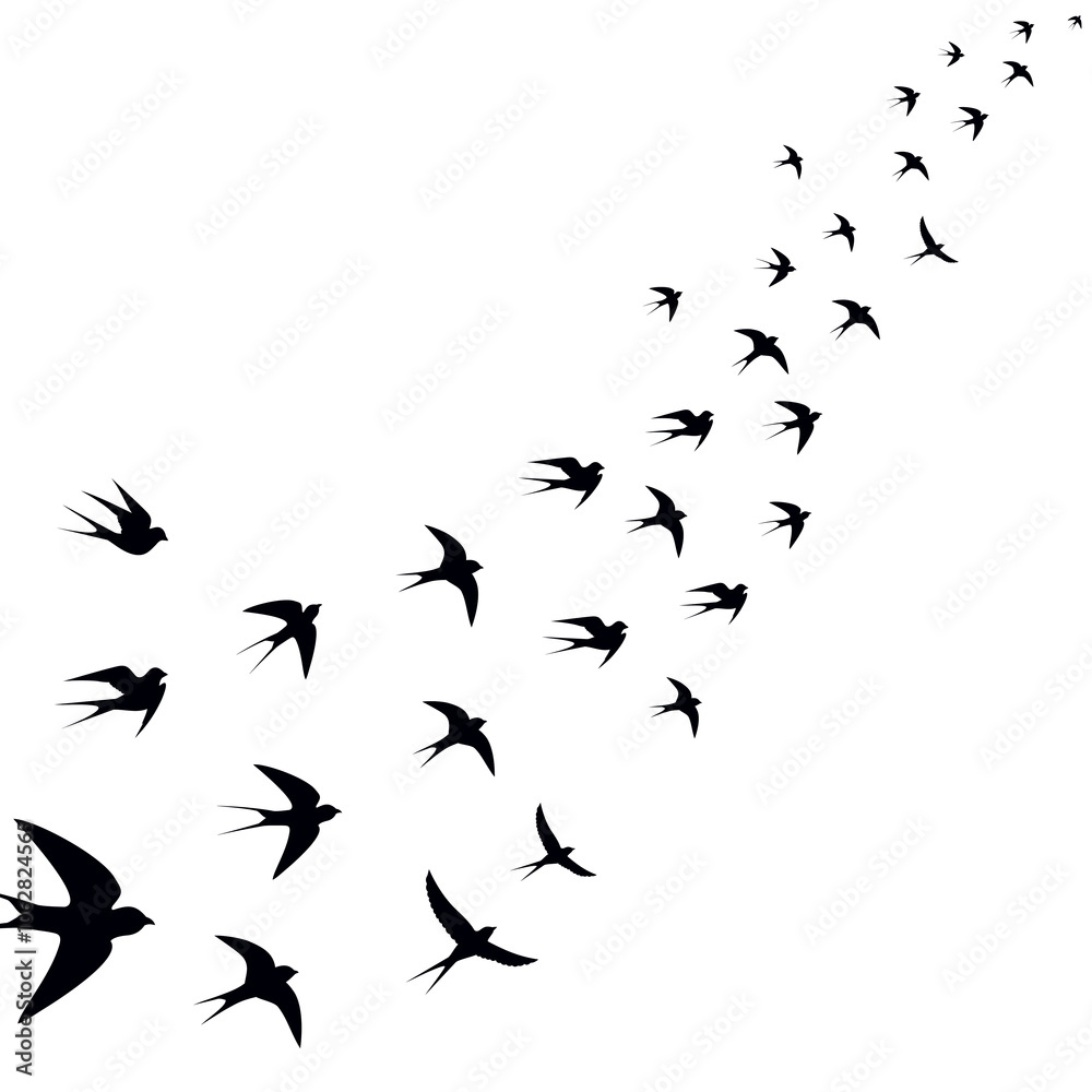 birds are circling mesmerizing birds are circling mesmerizing