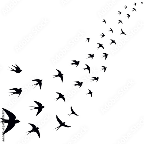 birds are circling mesmerizing