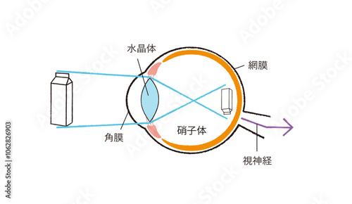 図版_イラスト_009_目の仕組み