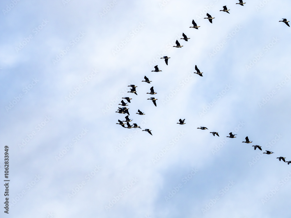 Wild ducks flock of birds flying in V formation blue sky beginning of autumn Wild ducks flock of birds flying in V formation blue sky beginning of autumn