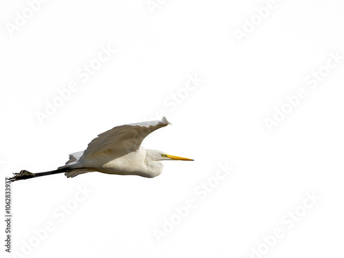 White little egret bird ardea alba flying wings spread white background photo