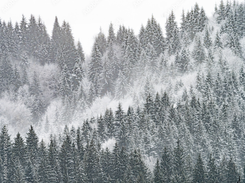 Obraz premium Heavy snow into the forest. Abstract snow among trees. Winter season panorama