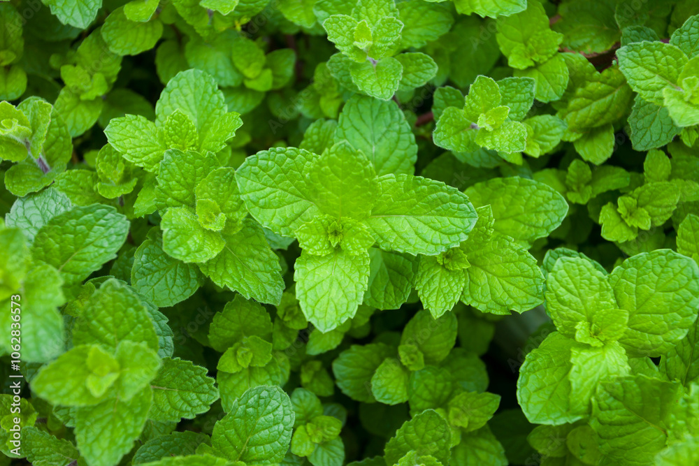fresh green leaves peppermint plant in growth at garden for backgrond. herb fresh green leaves peppermint plant in growth at garden for backgrond. herb