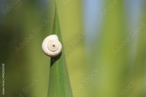 close up of a snail in nature