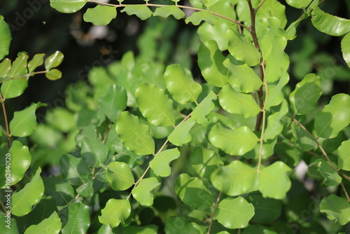 carob tree (Ceratonia siliqua L) leaves photo