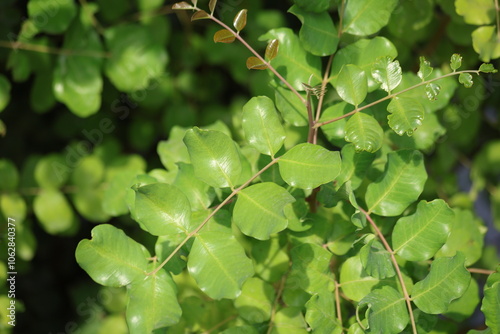 carob tree (Ceratonia siliqua L) leaves photo