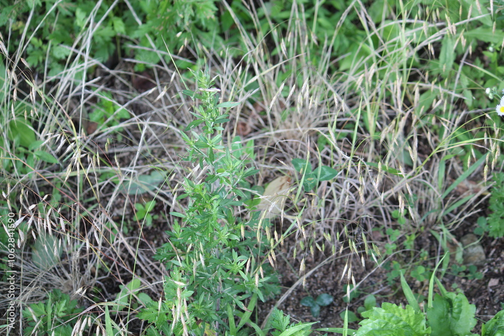 Image of blooming dandelion on the Daecheongcheon Stream trail Image of blooming dandelion on the Daecheongcheon Stream trail