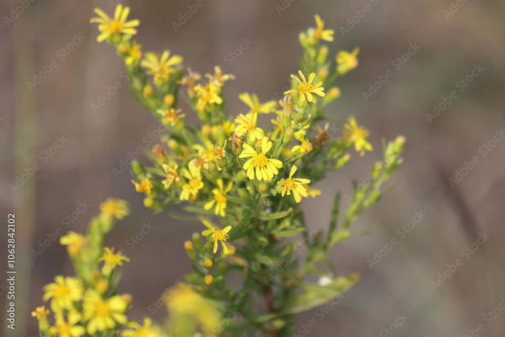 flowers of Dittrichia viscosa (False Yellowhead) flowers of Dittrichia viscosa (False Yellowhead)