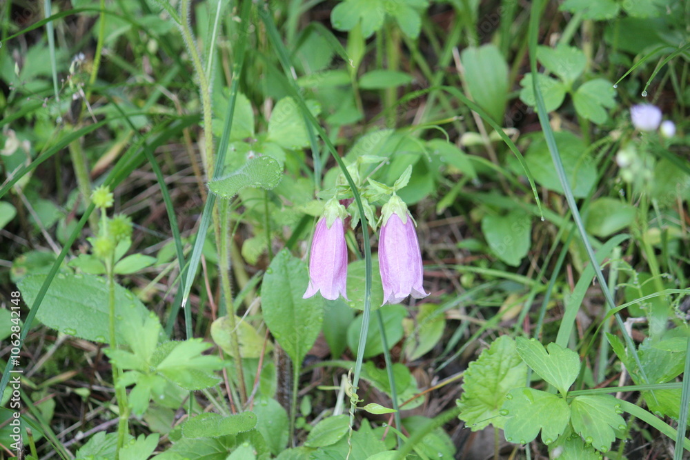 Image of the golden bellflowers blooming on the Daecheongcheon Stream trail Image of the golden bellflowers blooming on the Daecheongcheon Stream trail