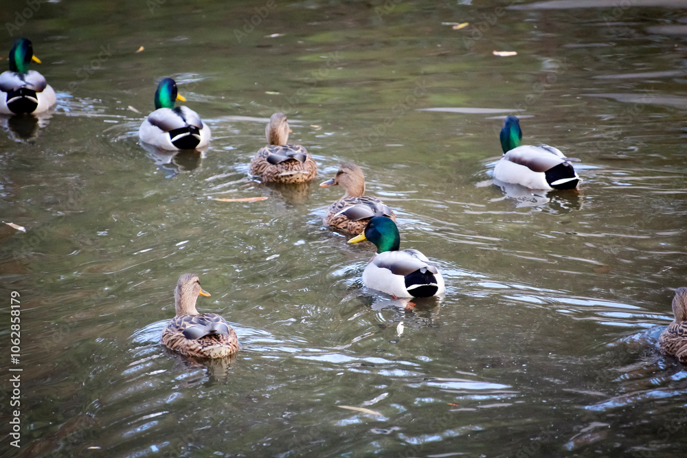 adult and baby ducks that swim and hunt in flocks