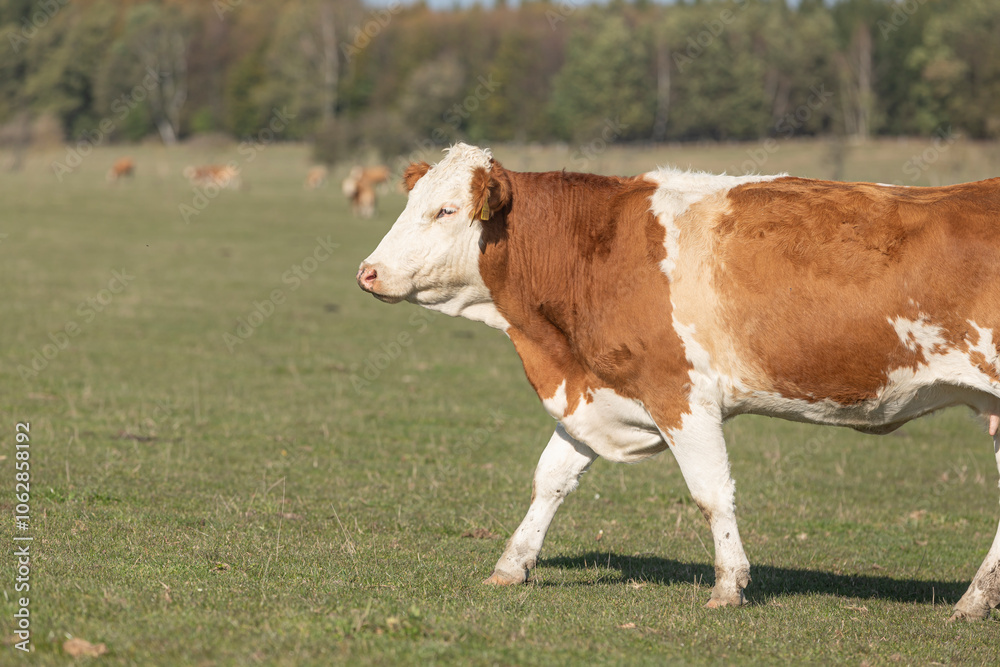 Close up profile portrait of cow. Calm animal taken from below. Side face