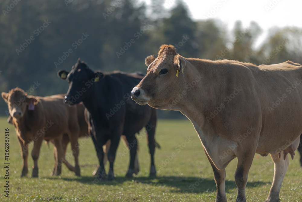 Close up profile portrait of grey cow on the grassland in the middle of membered herd. Calm animal taken from below. Side face Close up profile portrait of grey cow on the grassland in the middle of membered herd. Calm animal taken from below. Side face