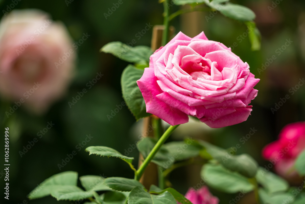 Beautiful Pink Rose in Full Bloom with Lush Green Leaves in a Garden Setting Beautiful Pink Rose in Full Bloom with Lush Green Leaves in a Garden Setting