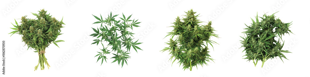 Set of Cannabis Plant Bundles with Leaves and Buds on Transparent Background Set of Cannabis Plant Bundles with Leaves and Buds on Transparent Background
