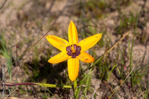 Yellow flowering Spiloxene capensis in natural habitat near Darling in the Western Cape of South Africa photo