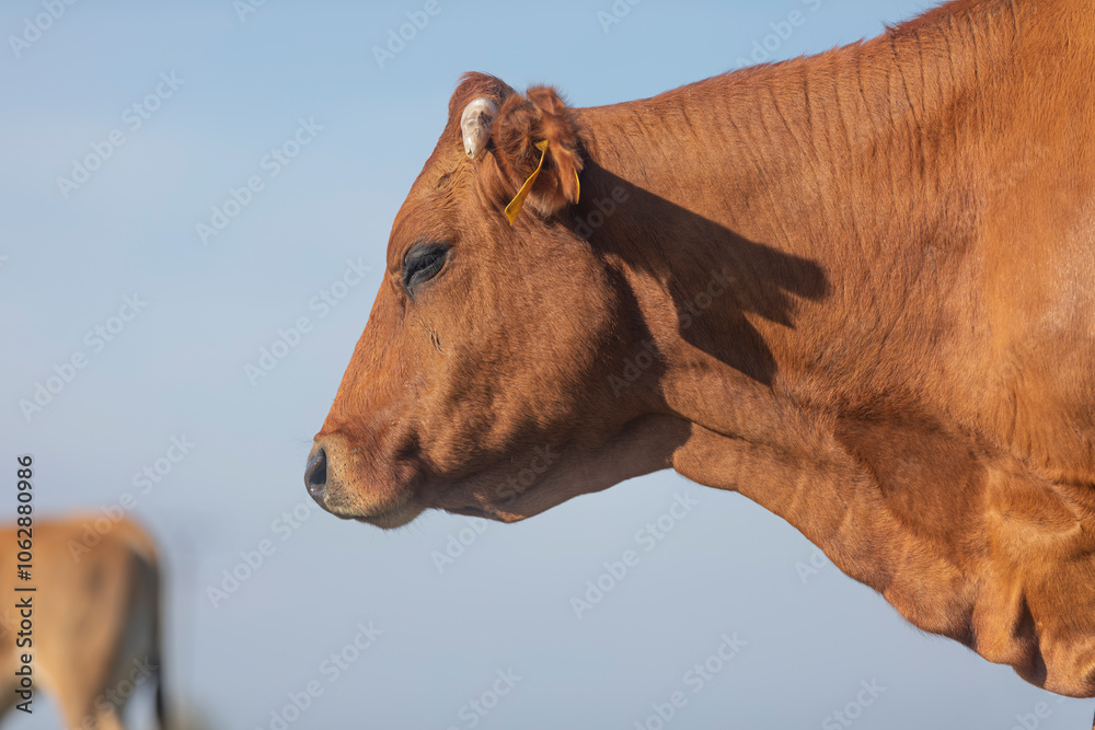 Close up head portrait of cow. Calm animal taken from below. Side face