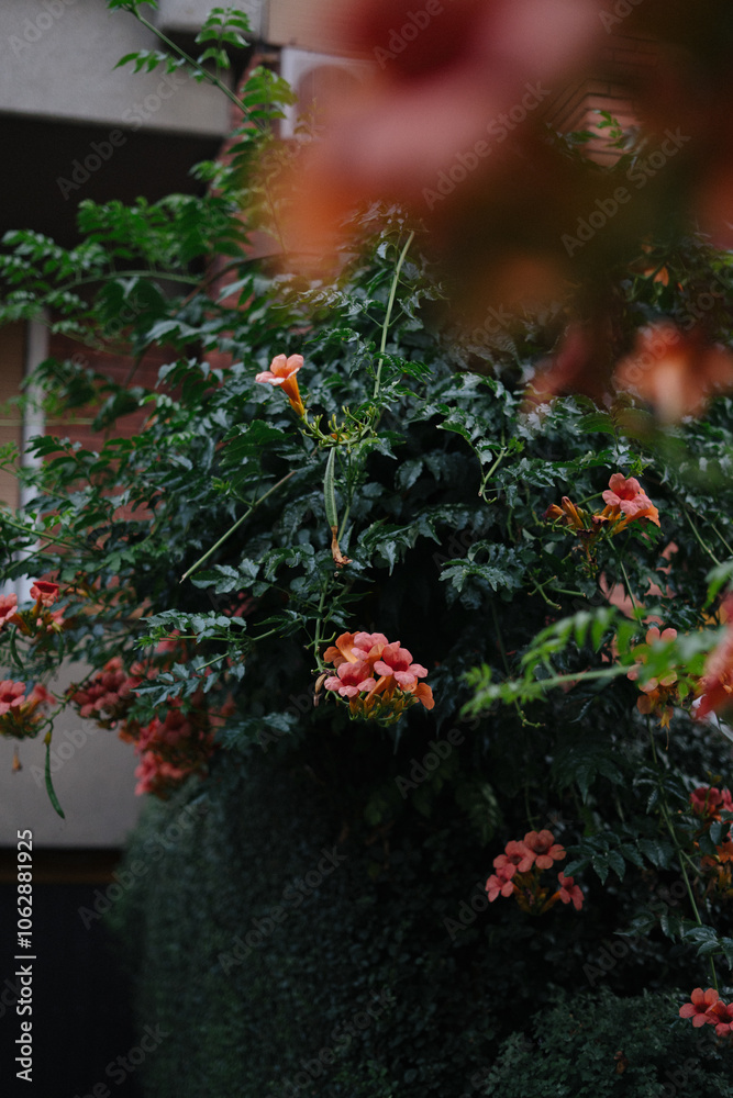 Fototapeta premium Colorful trumpet vine blooms adorn a garden in Vozdovac, Belgrade
