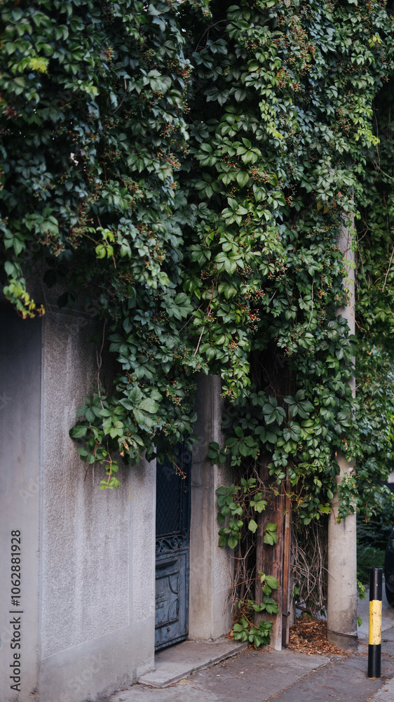Naklejka premium Ivy leaves covering a door in Vraсar, Belgrade