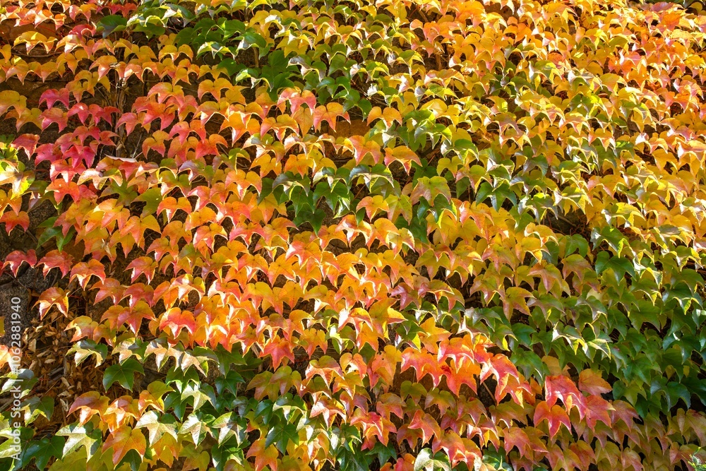 Autumn Gradient: Green, Yellow, and Red Leaves on a Brick Wall Autumn Gradient: Green, Yellow, and Red Leaves on a Brick Wall