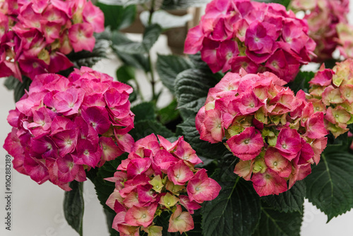 Voluminous Pink Hydrangeas in a Pot