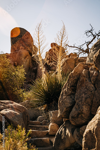 Φωτογραφία Desert plant and rugged steps amidst rocky landscape under sun