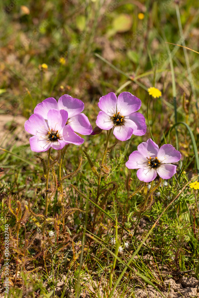 Carnivorous Plants: Pink flowers of the sundew Drosera cistiflora taken near Darling in the Western Cape of South Africa Carnivorous Plants: Pink flowers of the sundew Drosera cistiflora taken near Darling in the Western Cape of South Africa