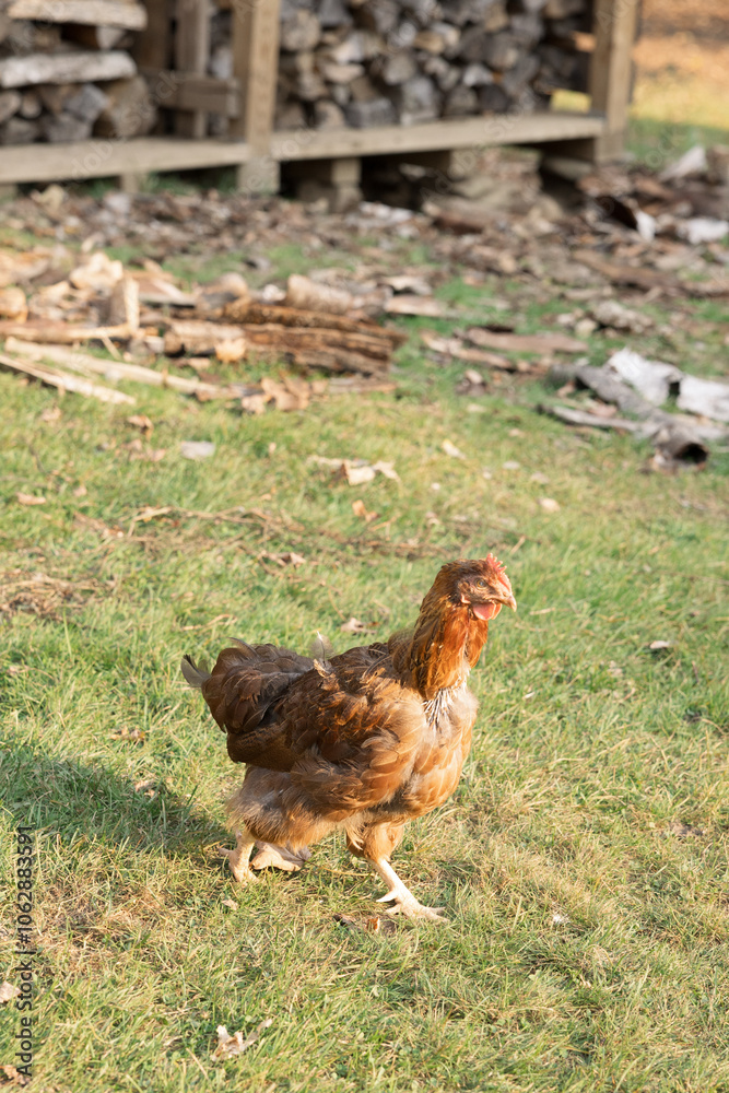 Rust color chicken walking on grassy yard with woodpile in background Rust color chicken walking on grassy yard with woodpile in background