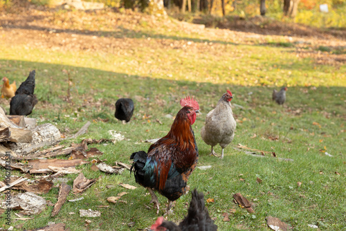 Mixed flock of chickens grazing on grassy yard with forest background photo