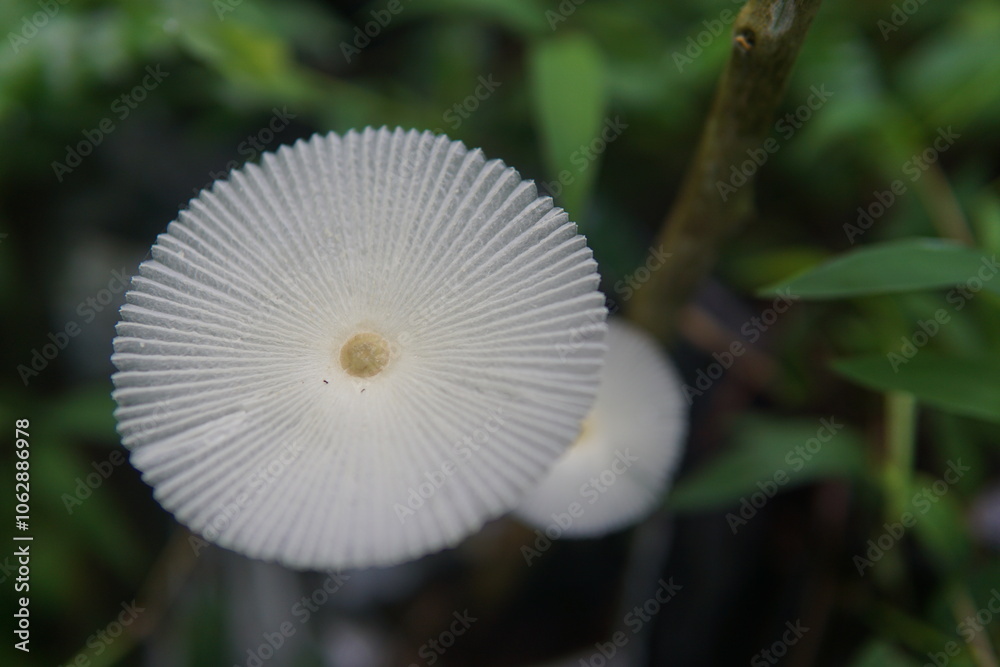 white mushroom in the forest white mushroom in the forest