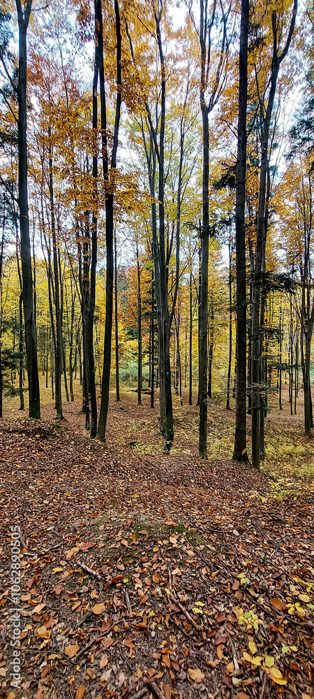 Landscapes - Forest - Europe, Romania, Suceava region Landscapes - Forest - Europe, Romania, Suceava region