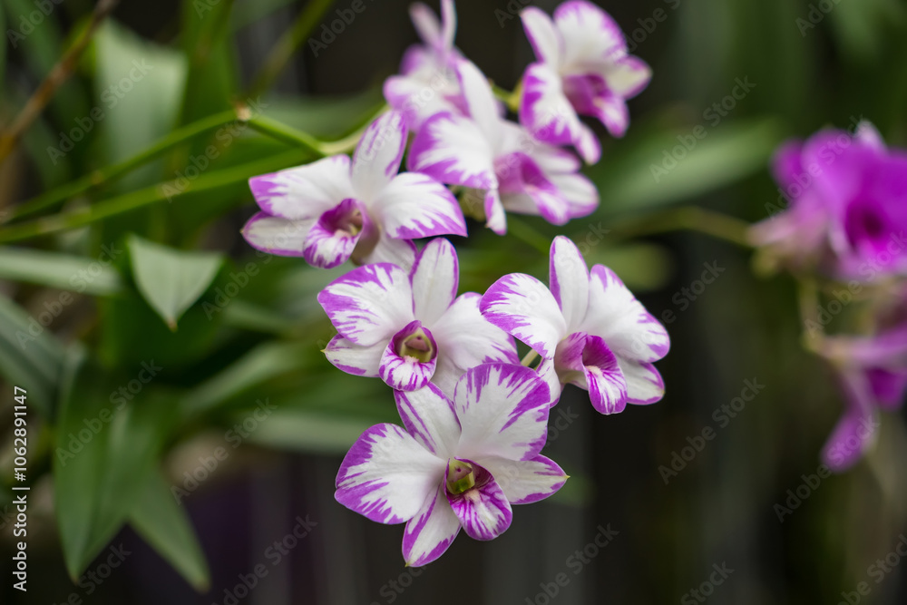 Close-Up of Radiant Yellow Orchids Surrounded by Pastel Blooms Close-Up of Radiant Yellow Orchids Surrounded by Pastel Blooms