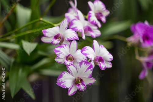 Close-Up of Radiant Yellow Orchids Surrounded by Pastel Blooms