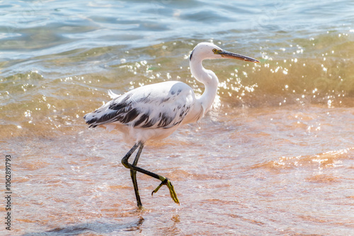 White Western Reef Heron (Egretta gularis) at Sharm el-Sheikh beach, Sinai, Egypt photo