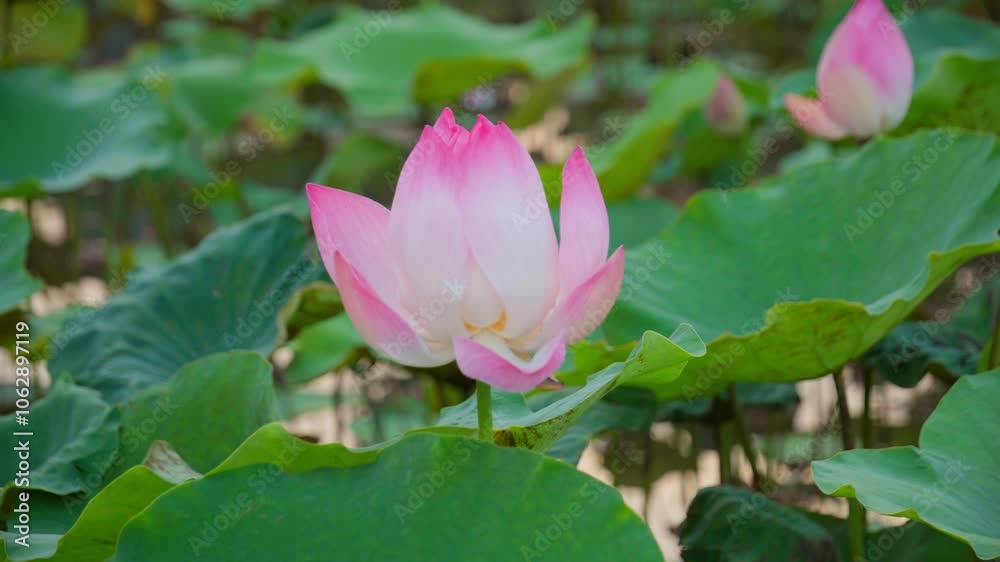 Close up of half bloomed pink water lily move naturally by wind, static shot Close up of half bloomed pink water lily move naturally by wind, static shot