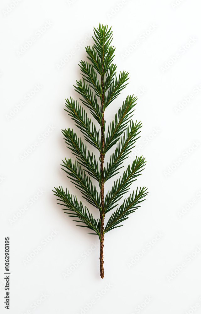 Minimalistic Christmas Fir Branch on White Background Minimalistic Christmas Fir Branch on White Background
