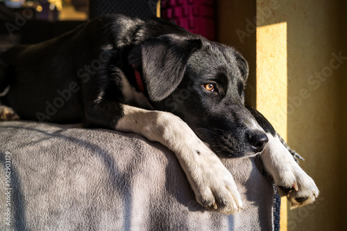 Hundeportrait