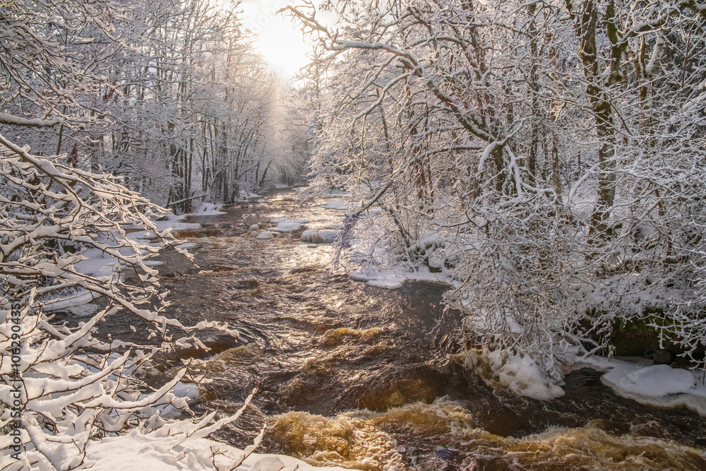 Rapid river in a beautiful wintry forest with hoarfrost Rapid river in a beautiful wintry forest with hoarfrost
