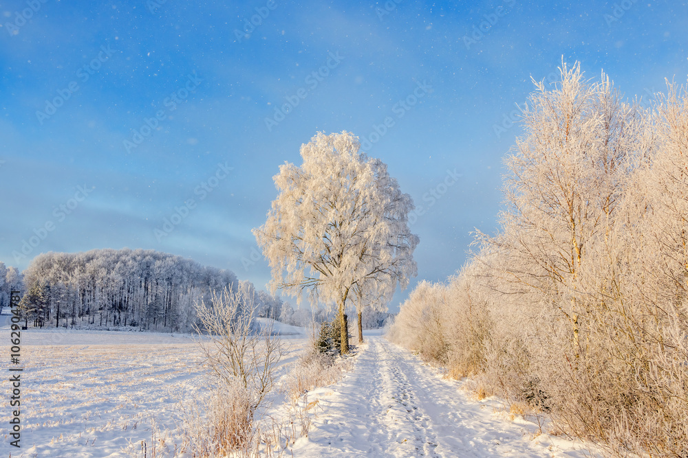 Path in a sunny winter landscape day with snow and frosty trees Path in a sunny winter landscape day with snow and frosty trees
