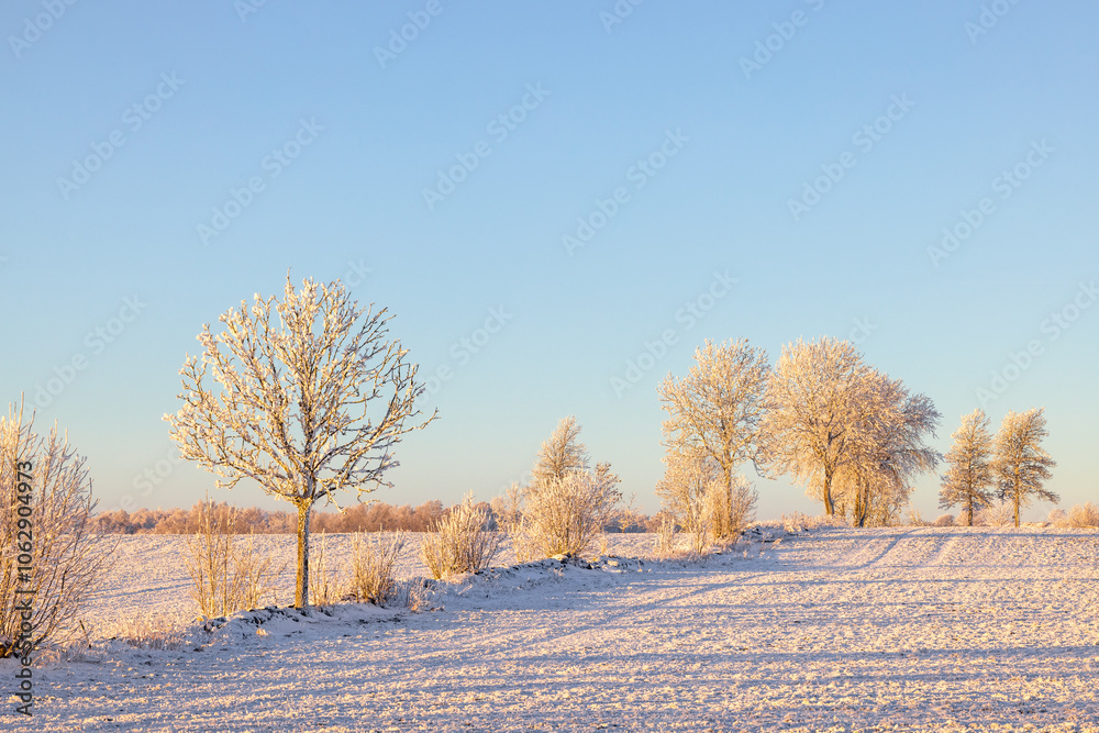 Frosty tree by fields a cold winter day Frosty tree by fields a cold winter day