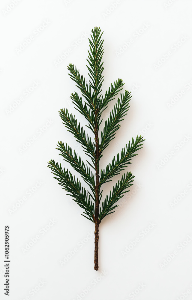 Minimalistic Christmas Fir Branch on White Background Minimalistic Christmas Fir Branch on White Background